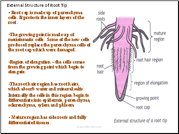 External Structure of Root Tip