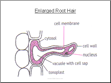 Enlarged Root Hair