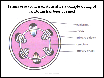 Transverse section of stem after a complete ring of cambium has been formed