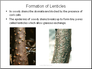 Formation of Lenticles