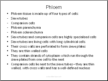 Phloem