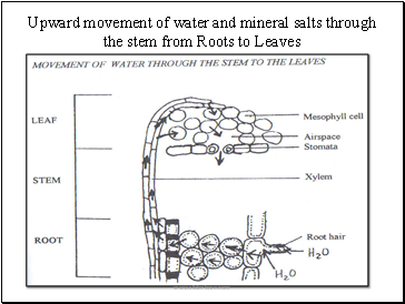 Upward movement of water and mineral salts through the stem from Roots to Leaves