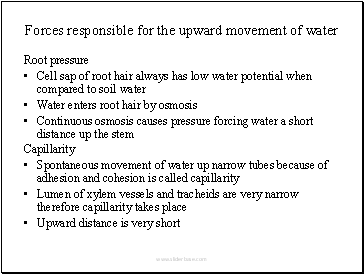 Forces responsible for the upward movement of water