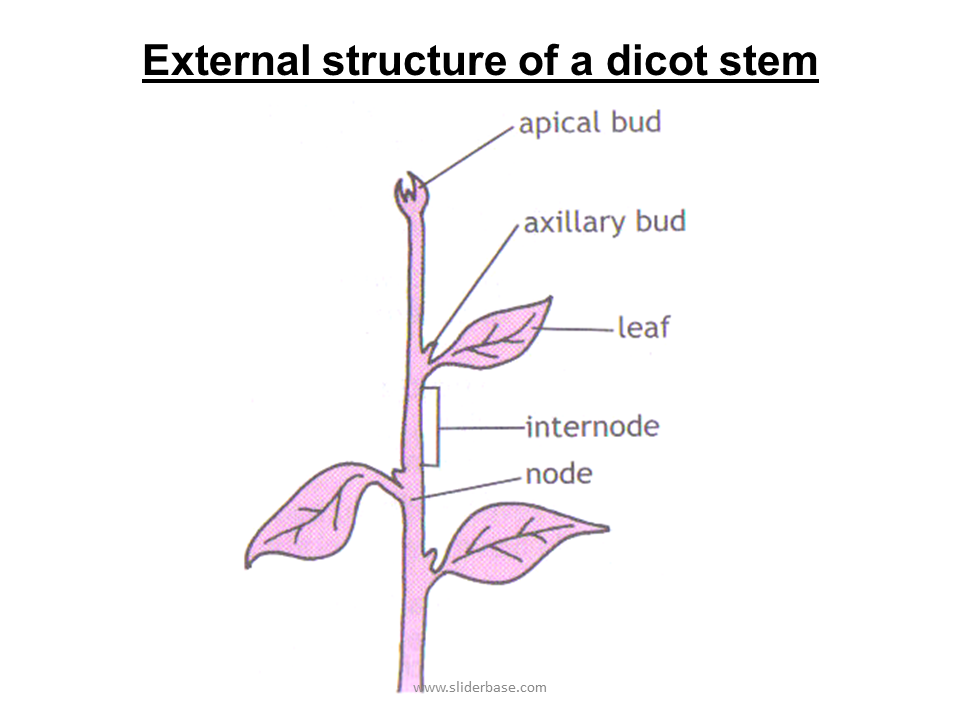 Plant structure. Plan structure. Stem Flower Leaf structure. Transversal Section of dicot Stem.