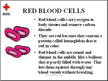 Red blood cells