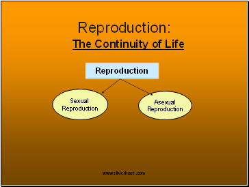 The Continuity of Life