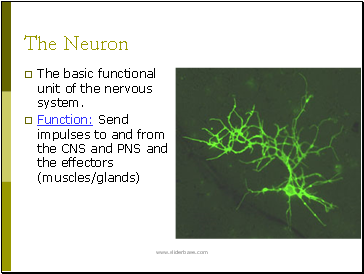 The Neuron