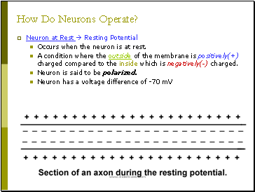 How Do Neurons Operate?