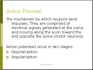 Action Potential