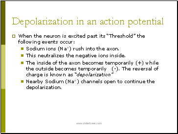 Depolarization in an action potential