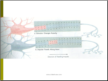 Depolarization in an action potential