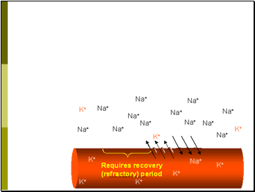 Repolarization