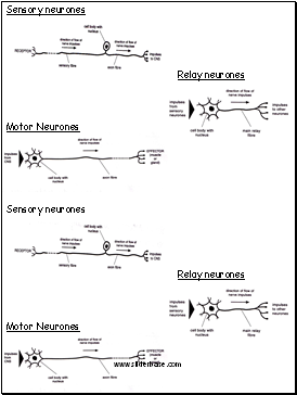 Nerves