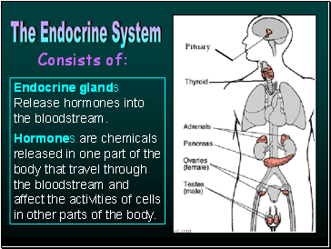 Endocrine glands Release hormones into the bloodstream.