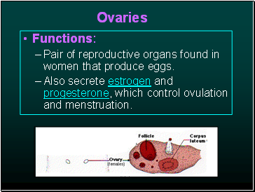 Ovaries