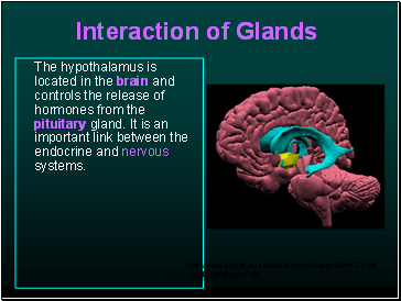 Interaction of Glands