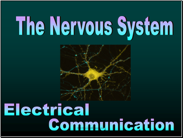 The Nervous System