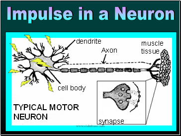 Impulse in a Neuron