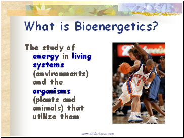 What is Bioenergetics?