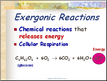 Exergonic Reactions