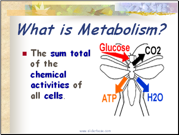 What is Metabolism?