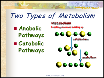 Two Types of Metabolism