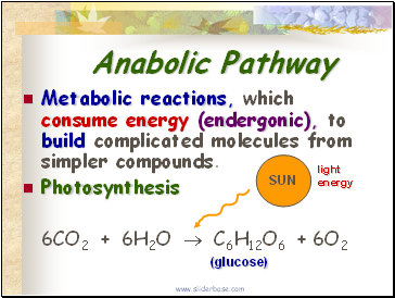 Anabolic Pathway