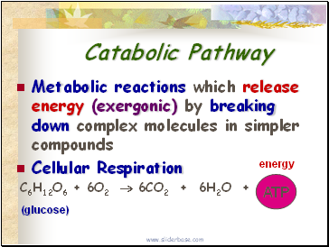 Catabolic Pathway