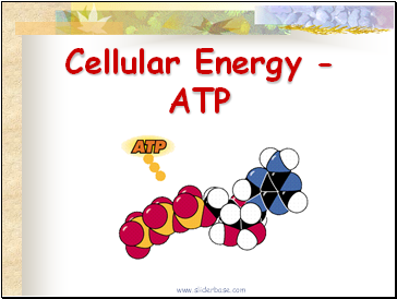 Cellular Energy - ATP
