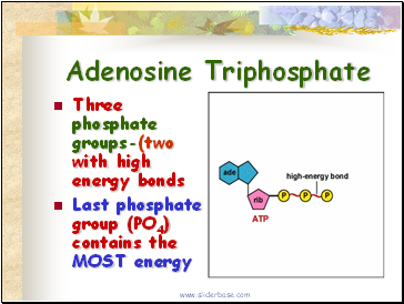 Adenosine Triphosphate