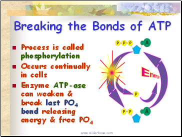 Breaking the Bonds of ATP