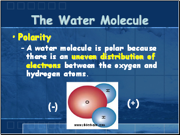The Water Molecule