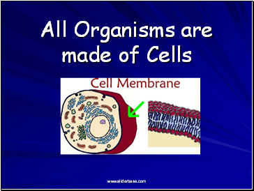 All Organisms are made of Cells