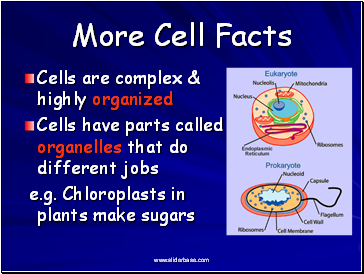 More Cell Facts