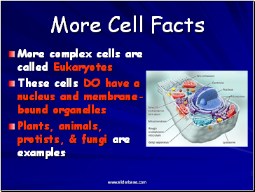 More Cell Facts