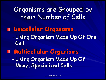 Organisms are Grouped by their Number of Cells