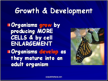 Growth & Development