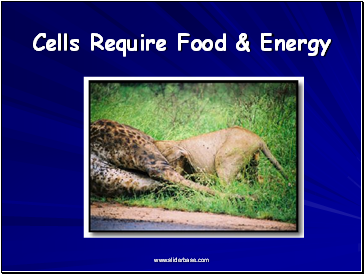 Cells Require Food & Energy