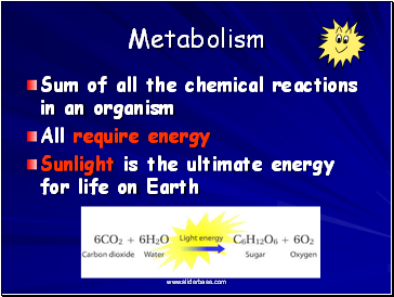 Metabolism