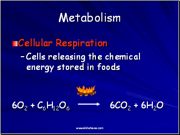 Metabolism