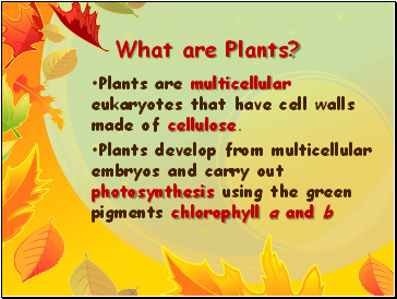 What are Plants?