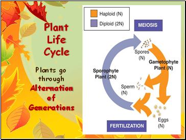 Plant Life Cycle