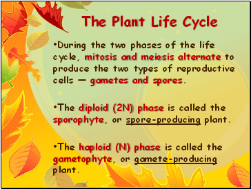 The Plant Life Cycle
