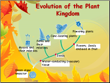Evolution of the Plant Kingdom