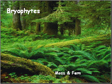 Bryophytes