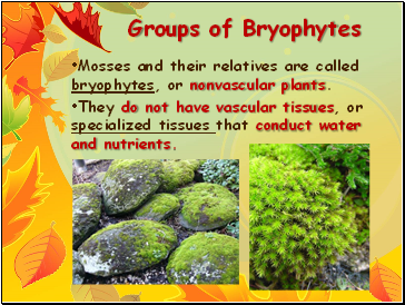 Groups of Bryophytes