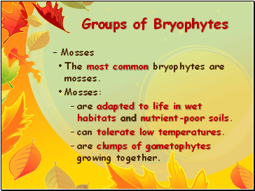 Groups of Bryophytes