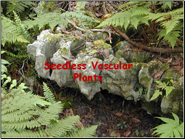 Seedless Vascular Plants