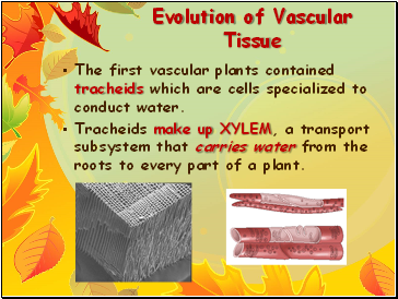 Evolution of Vascular Tissue