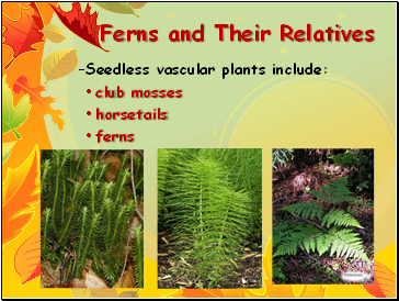 Ferns and Their Relatives